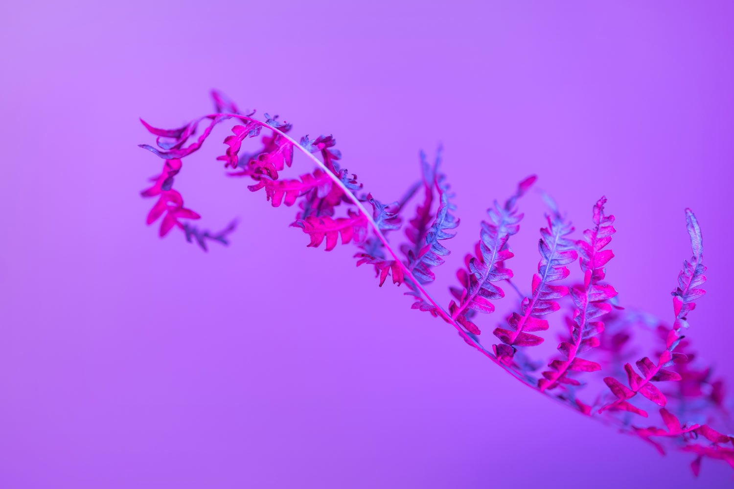 New era of donec sit amet sodales ipsum fermentum 1 New era of donec sit amet sodales ipsum fermentum